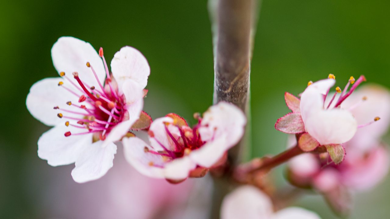 Wallpaper sakura, branch, flowers, spring, pink, macro