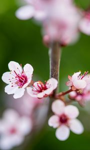 Preview wallpaper sakura, branch, flowers, spring, pink, macro