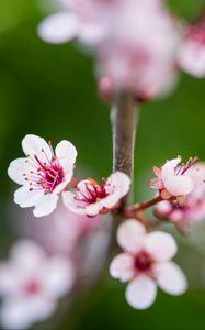 Preview wallpaper sakura, branch, flowers, spring, pink, macro