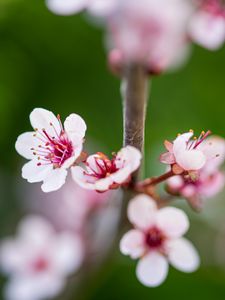 Preview wallpaper sakura, branch, flowers, spring, pink, macro