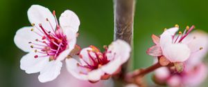 Preview wallpaper sakura, branch, flowers, spring, pink, macro