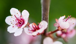 Preview wallpaper sakura, branch, flowers, spring, pink, macro