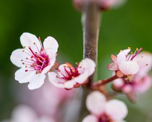 Preview wallpaper sakura, branch, flowers, spring, pink, macro