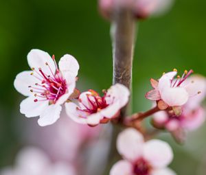 Preview wallpaper sakura, branch, flowers, spring, pink, macro