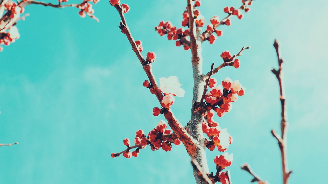 Wallpaper sakura, branches, flowers, bloom, sky