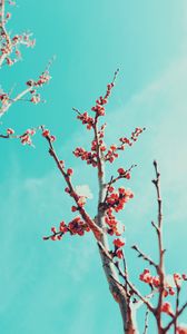 Preview wallpaper sakura, branches, flowers, bloom, sky