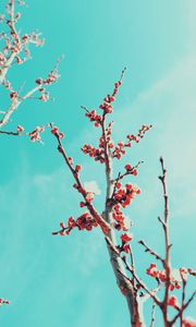 Preview wallpaper sakura, branches, flowers, bloom, sky