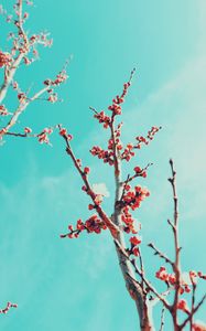 Preview wallpaper sakura, branches, flowers, bloom, sky