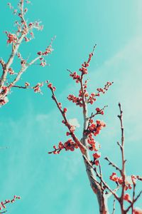 Preview wallpaper sakura, branches, flowers, bloom, sky