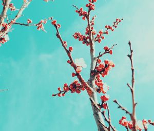 Preview wallpaper sakura, branches, flowers, bloom, sky