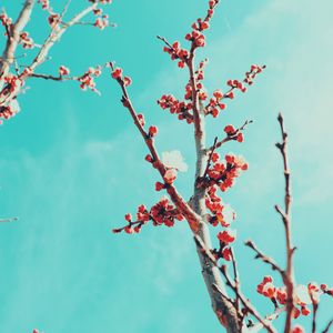 Preview wallpaper sakura, branches, flowers, bloom, sky