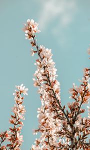 Preview wallpaper sakura, branches, flowers, pink, spring