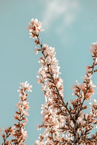 Preview wallpaper sakura, branches, flowers, pink, spring