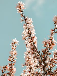 Preview wallpaper sakura, branches, flowers, pink, spring