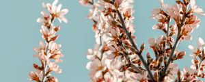 Preview wallpaper sakura, branches, flowers, pink, spring