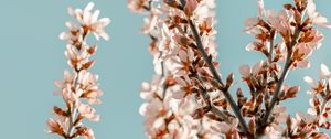Preview wallpaper sakura, branches, flowers, pink, spring