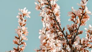 Preview wallpaper sakura, branches, flowers, pink, spring