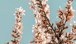 Preview wallpaper sakura, branches, flowers, pink, spring