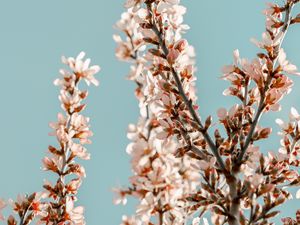 Preview wallpaper sakura, branches, flowers, pink, spring