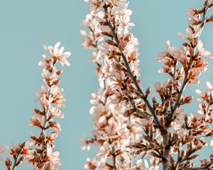 Preview wallpaper sakura, branches, flowers, pink, spring