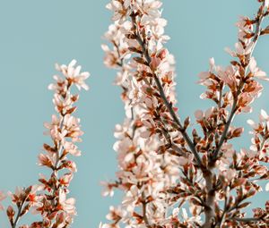 Preview wallpaper sakura, branches, flowers, pink, spring