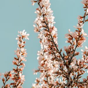 Preview wallpaper sakura, branches, flowers, pink, spring