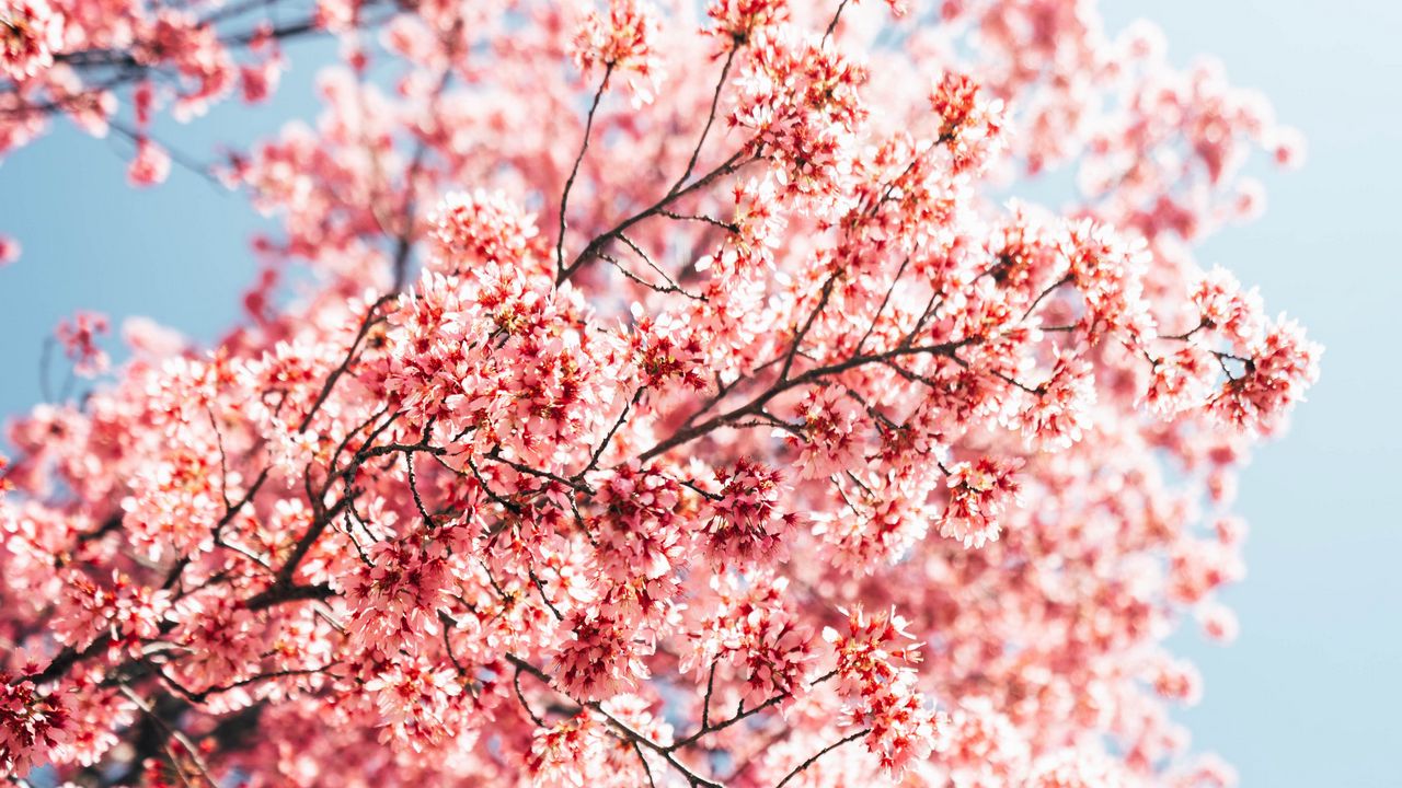 Wallpaper sakura, branches, flowers, spring, macro, pink