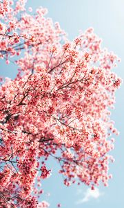 Preview wallpaper sakura, branches, flowers, spring, macro, pink