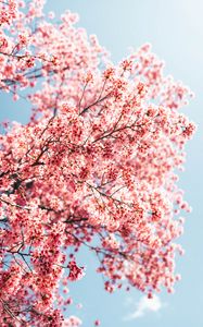 Preview wallpaper sakura, branches, flowers, spring, macro, pink