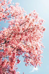 Preview wallpaper sakura, branches, flowers, spring, macro, pink