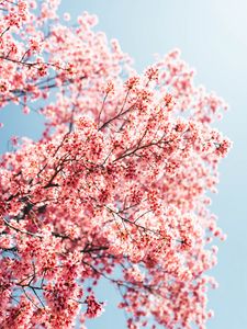 Preview wallpaper sakura, branches, flowers, spring, macro, pink