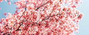 Preview wallpaper sakura, branches, flowers, spring, macro, pink