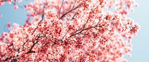 Preview wallpaper sakura, branches, flowers, spring, macro, pink