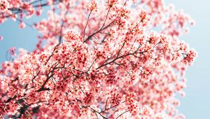 Preview wallpaper sakura, branches, flowers, spring, macro, pink