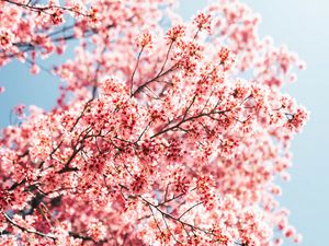 Preview wallpaper sakura, branches, flowers, spring, macro, pink