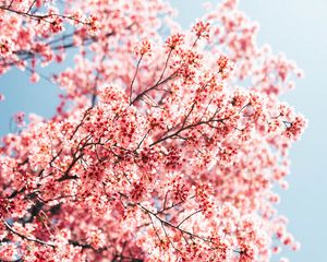 Preview wallpaper sakura, branches, flowers, spring, macro, pink