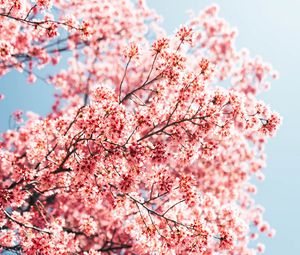 Preview wallpaper sakura, branches, flowers, spring, macro, pink