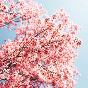 Preview wallpaper sakura, branches, flowers, spring, macro, pink