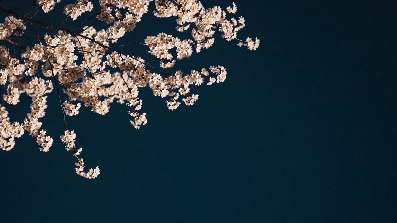 Download wallpaper 1366x768 sakura, branches, flowers, minimalism