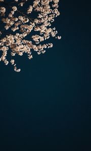 Preview wallpaper sakura, branches, flowers, minimalism, aesthetic