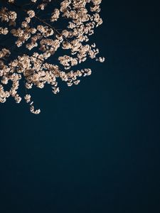 Preview wallpaper sakura, branches, flowers, minimalism, aesthetic