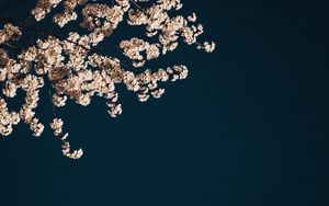 Preview wallpaper sakura, branches, flowers, minimalism, aesthetic