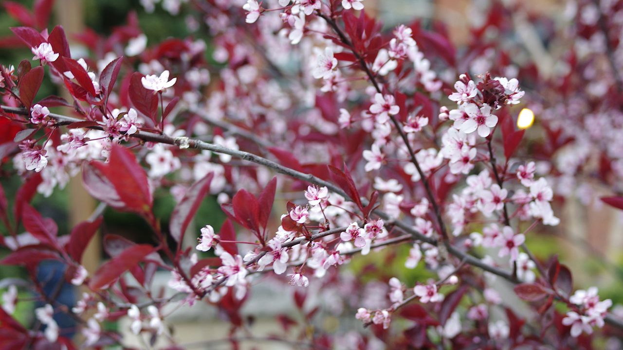 Wallpaper sakura, branches, flowers, bloom, spring
