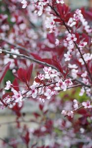 Preview wallpaper sakura, branches, flowers, bloom, spring