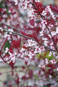 Preview wallpaper sakura, branches, flowers, bloom, spring