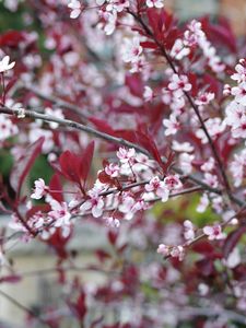 Preview wallpaper sakura, branches, flowers, bloom, spring
