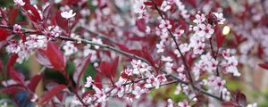 Preview wallpaper sakura, branches, flowers, bloom, spring