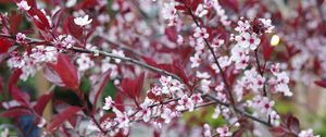 Preview wallpaper sakura, branches, flowers, bloom, spring