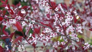 Preview wallpaper sakura, branches, flowers, bloom, spring