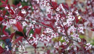 Preview wallpaper sakura, branches, flowers, bloom, spring